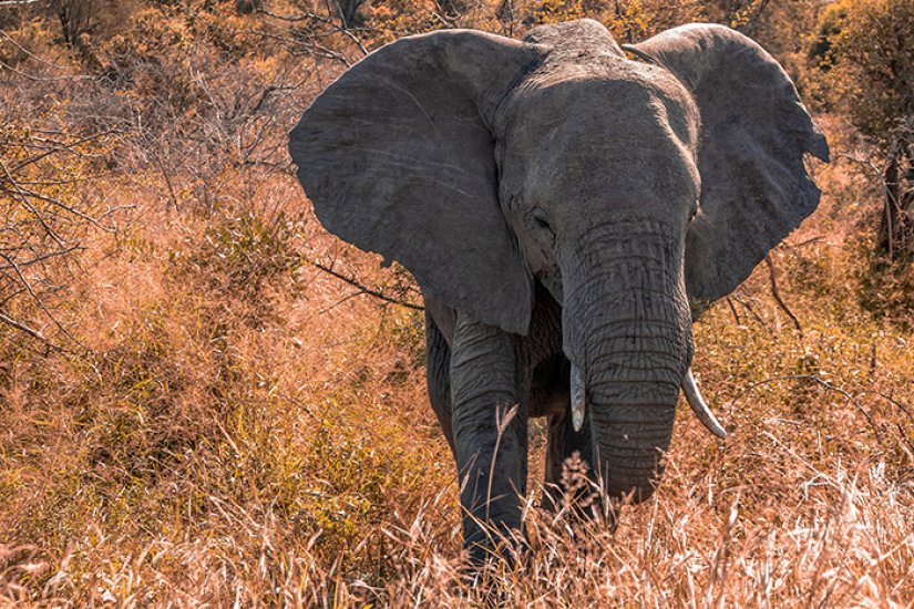 Elefante de africa.jpg
