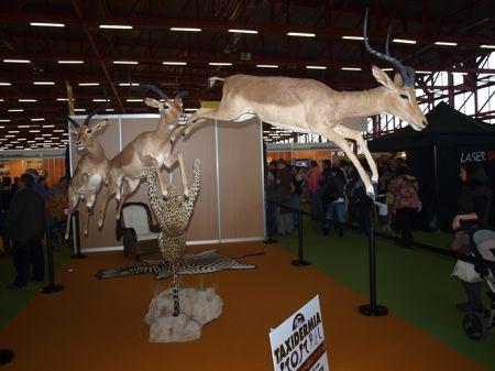 taxidermia.jpg