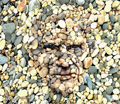 Avatar de Usuario
