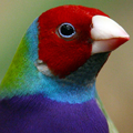 Avatar de Usuario