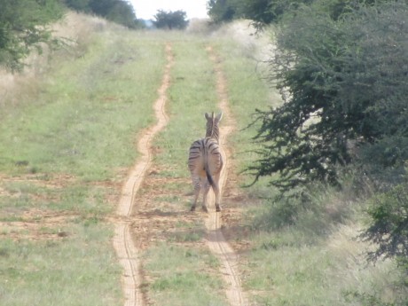 Comienzo este nuevo hilo para todos los que como yo estan bajo en "mono" de volver a Africa, 140