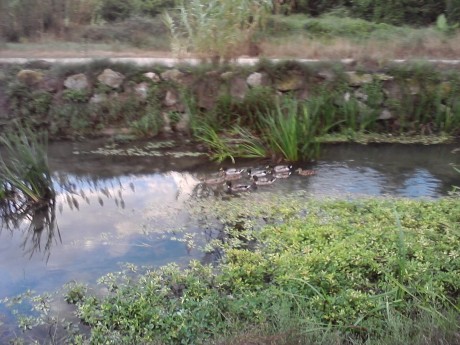 SE llama así, polla de agua, que nadie piense lo que no es. Es una zancuda ,nadadora, buceadora,corredora, 00