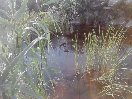  http://www.lasprovincias.es/20110517/mas-actualidad/medio-ambiente/consell-autoriza-caza-patos-201105171722.html 50