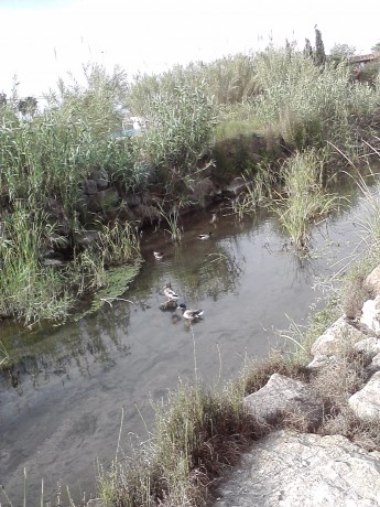 SE llama así, polla de agua, que nadie piense lo que no es. Es una zancuda ,nadadora, buceadora,corredora, 00