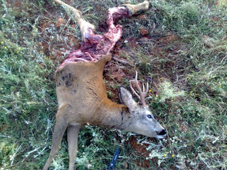 Pues, esto nos pasó ayer mismo por la mañana.
Esto es un Jabalí de unos 100 kg, que se dispone a entrar 00