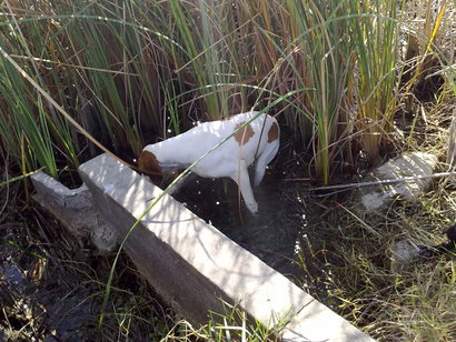 SE llama así, polla de agua, que nadie piense lo que no es. Es una zancuda ,nadadora, buceadora,corredora, 140