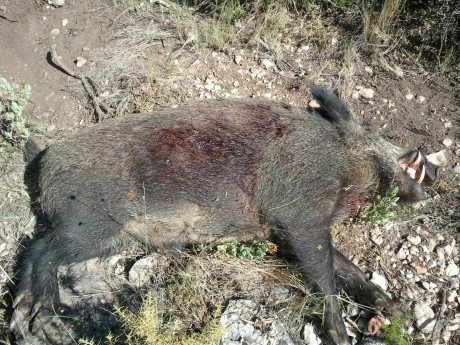 Hola chicos, acabo de adquirir mi nuevo Browning Long Track Hunter en calibre 9,3x62 y estoy pensando 30