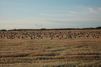 Hola a todos. 
Os pongo unas fotos de un amiguete que ha estado en Estonia el año pasado y este repite. 42
