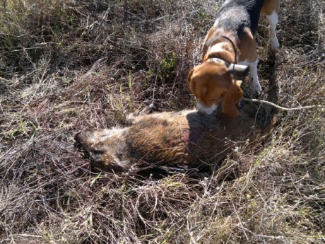   LOS ALMUERZOS DE CAZA MENOR NO CUENTAN Y LOS ABATES SIN FOTO TAMPOCO   

Voy a recordar las normas y 150