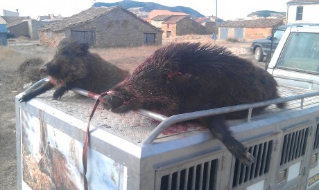   LOS ALMUERZOS DE CAZA MENOR NO CUENTAN Y LOS ABATES SIN FOTO TAMPOCO   

Voy a recordar las normas y 51