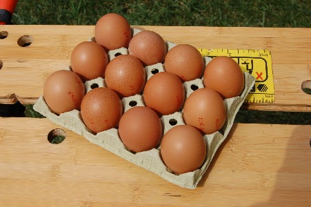 Otro experimento. 

   ¿Cuantos huevos puede romper una carabina?   

Material usado:

* Carabina GAMO 21