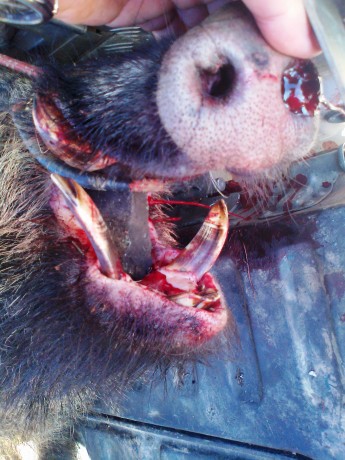 Hola compis. 
Os cuento el lance de ayer porque tiene tela marinera. De alguna manera me da hasta vergüenza 42