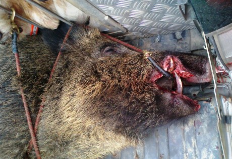 Hola compis. 
Os cuento el lance de ayer porque tiene tela marinera. De alguna manera me da hasta vergüenza 40