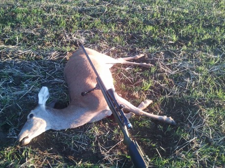 buenas, actualmente uso la remington accutip en un remington 700 xcr tactical, 300wm, y ando dandole vueltas 122