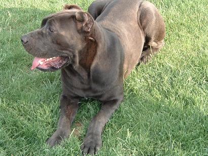 Buenos dias,

como ya sabeis mas de uno hace tiempo que solo tengo un perro, anda ya en los 8 años, cada 30