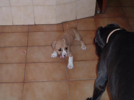Buenos dias,

como ya sabeis mas de uno hace tiempo que solo tengo un perro, anda ya en los 8 años, cada 42