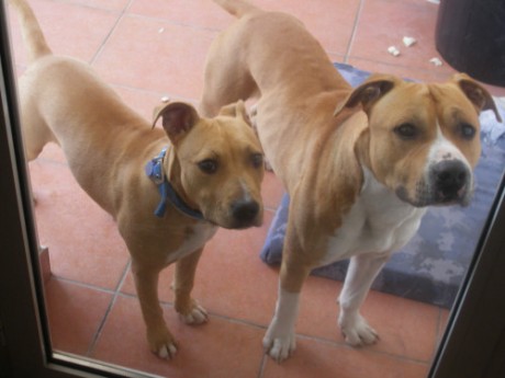 Buenos dias,

como ya sabeis mas de uno hace tiempo que solo tengo un perro, anda ya en los 8 años, cada 41