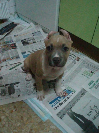 Buenos dias,

como ya sabeis mas de uno hace tiempo que solo tengo un perro, anda ya en los 8 años, cada 91