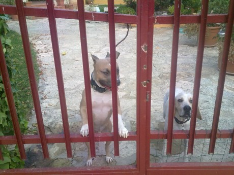 Buenos dias,

como ya sabeis mas de uno hace tiempo que solo tengo un perro, anda ya en los 8 años, cada 90