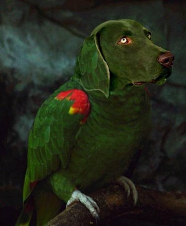 Pues si, tal como lo leeis y veis, han descubierto al animal de la foto, podriamos decir que es la mezcla 00