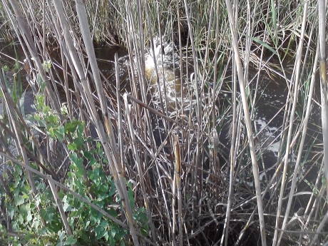 SE llama así, polla de agua, que nadie piense lo que no es. Es una zancuda ,nadadora, buceadora,corredora, 110