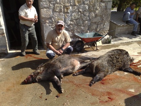 El fin de semana pasado estuve en una batida en la sierra de María (Almería) y vi el jabalí más grande 40