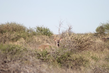 Comienzo este nuevo hilo para todos los que como yo estan bajo en "mono" de volver a Africa, 52