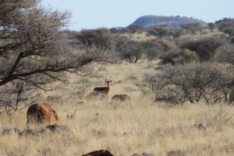 Comienzo este nuevo hilo para todos los que como yo estan bajo en "mono" de volver a Africa, 60