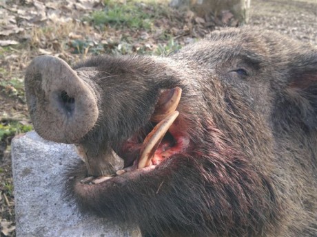   LOS ALMUERZOS DE CAZA MENOR NO CUENTAN Y LOS ABATES SIN FOTO TAMPOCO   

Voy a recordar las normas y 160