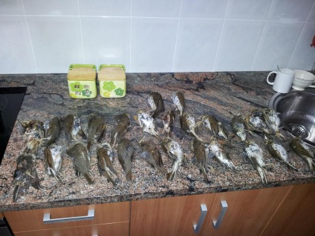 Hola a todos estoy pensando en comprarme la beretta xplor unico sin kick off ¿que os parece esta escopeta?


gracias 20