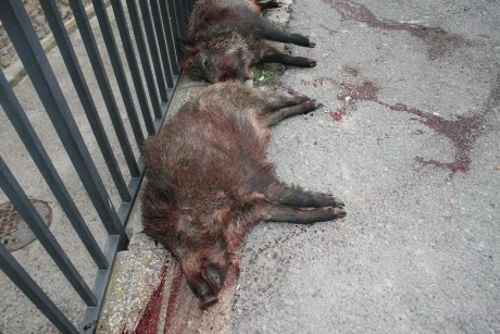   LOS ALMUERZOS DE CAZA MENOR NO CUENTAN Y LOS ABATES SIN FOTO TAMPOCO   

Voy a recordar las normas y 70