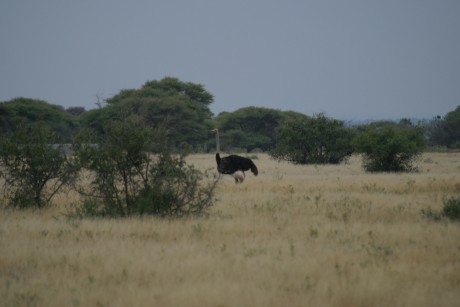 Comienzo este nuevo hilo para todos los que como yo estan bajo en "mono" de volver a Africa, 50