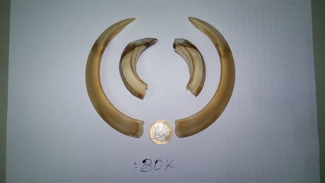 ¿que os parece si abrimos este hilo con trofeos no homologados? ... :lol: 
Bueno yo pongo la primera foto: 110