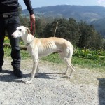 Una amiga me comentó ayer toda ilusionada que se había comprado un perro. Hasta ahí todo parece normal, 02