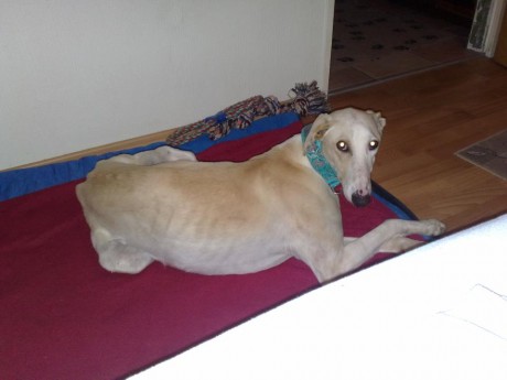 Una amiga me comentó ayer toda ilusionada que se había comprado un perro. Hasta ahí todo parece normal, 60