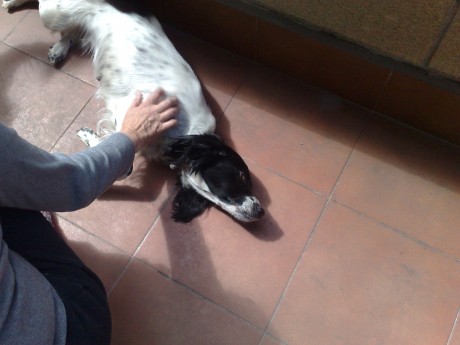 Una amiga me comentó ayer toda ilusionada que se había comprado un perro. Hasta ahí todo parece normal, 72
