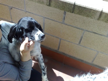 Una amiga me comentó ayer toda ilusionada que se había comprado un perro. Hasta ahí todo parece normal, 70