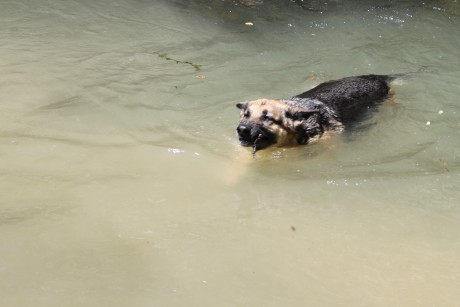SE llama así, polla de agua, que nadie piense lo que no es. Es una zancuda ,nadadora, buceadora,corredora, 62