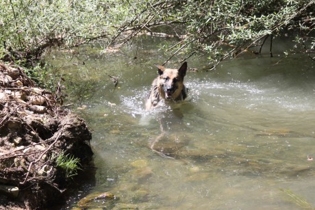 SE llama así, polla de agua, que nadie piense lo que no es. Es una zancuda ,nadadora, buceadora,corredora, 61