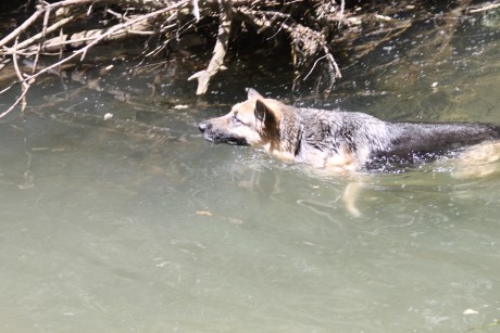 SE llama así, polla de agua, que nadie piense lo que no es. Es una zancuda ,nadadora, buceadora,corredora, 60