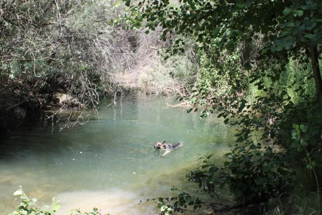 SE llama así, polla de agua, que nadie piense lo que no es. Es una zancuda ,nadadora, buceadora,corredora, 72