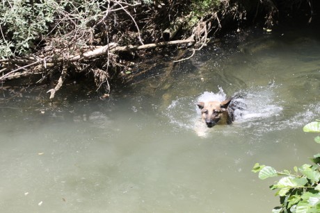 SE llama así, polla de agua, que nadie piense lo que no es. Es una zancuda ,nadadora, buceadora,corredora, 71