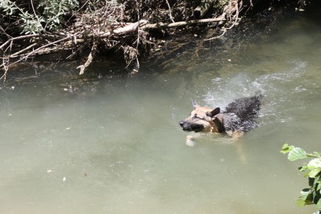 SE llama así, polla de agua, que nadie piense lo que no es. Es una zancuda ,nadadora, buceadora,corredora, 70