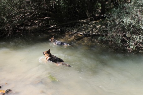 SE llama así, polla de agua, que nadie piense lo que no es. Es una zancuda ,nadadora, buceadora,corredora, 82