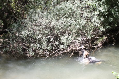 SE llama así, polla de agua, que nadie piense lo que no es. Es una zancuda ,nadadora, buceadora,corredora, 81