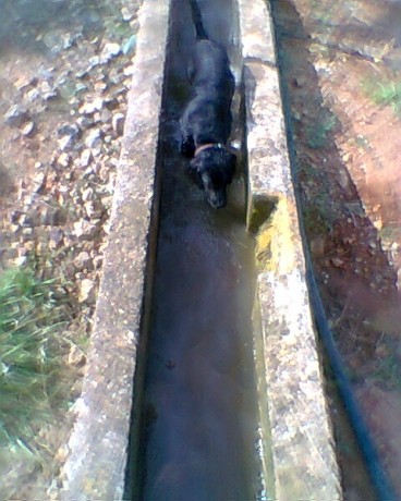 SE llama así, polla de agua, que nadie piense lo que no es. Es una zancuda ,nadadora, buceadora,corredora, 161