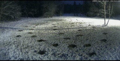 Ya tenemos otra vez la webcam en directo desde  Estonia :
 http://www.looduskalender.ee/en/node/6113 02