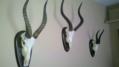 ¿que os parece si abrimos este hilo con trofeos no homologados? ... :lol: 
Bueno yo pongo la primera foto: 162