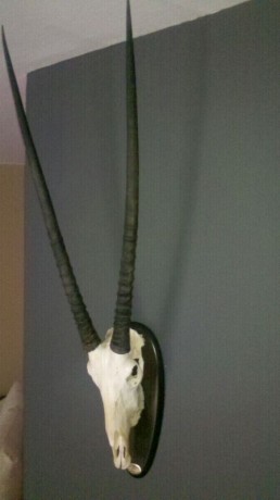 ¿que os parece si abrimos este hilo con trofeos no homologados? ... :lol: 
Bueno yo pongo la primera foto: 161