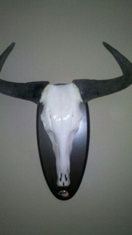 ¿que os parece si abrimos este hilo con trofeos no homologados? ... :lol: 
Bueno yo pongo la primera foto: 160